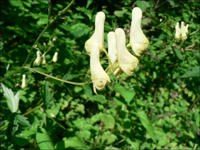 Aconitum lycoctonum (=A. vulparia)