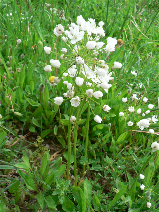 Allium neapolitanum