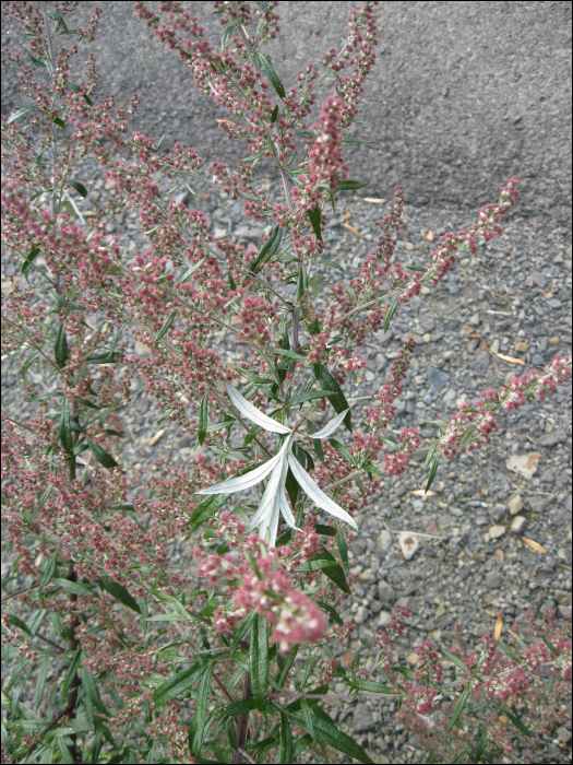 Artemisia verlotiorum (= A. vulgaris)