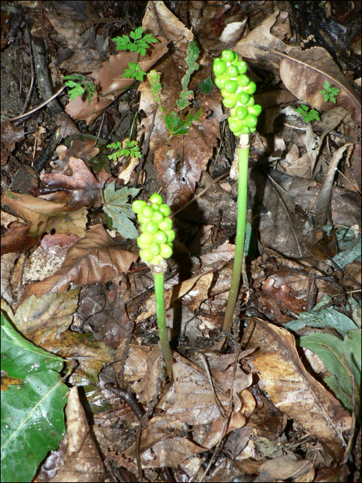 Arum maculatum L.