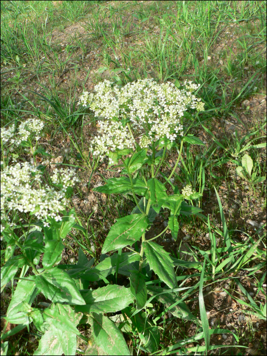 Cardaria draba (L.) (=Lepidium draba L.)