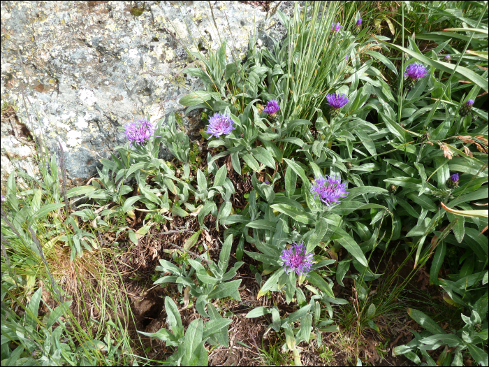 Centaurea montana L.