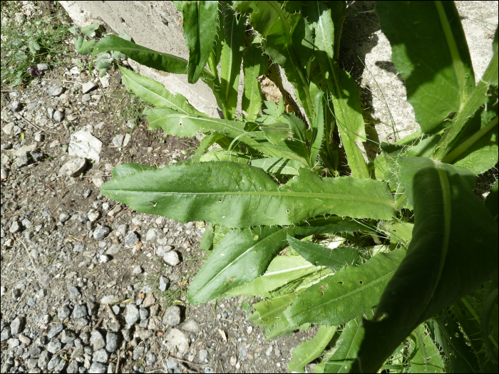 Cirsium monspessulanum (L.)