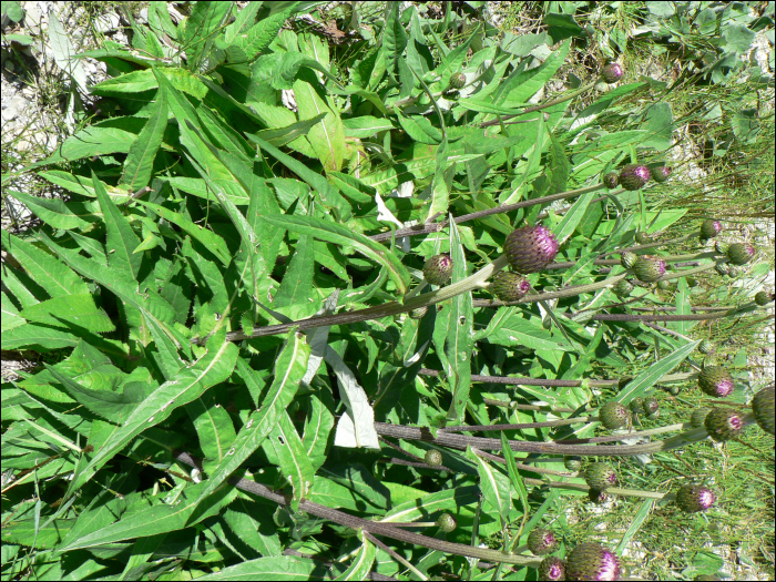 Cirsium monspessulanum (L.)