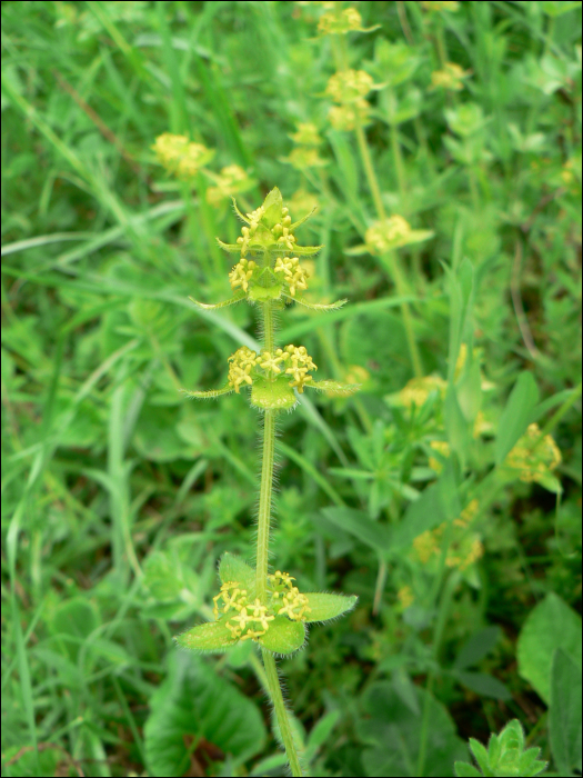 Cruciata laevipes (=Galium cruciata L)