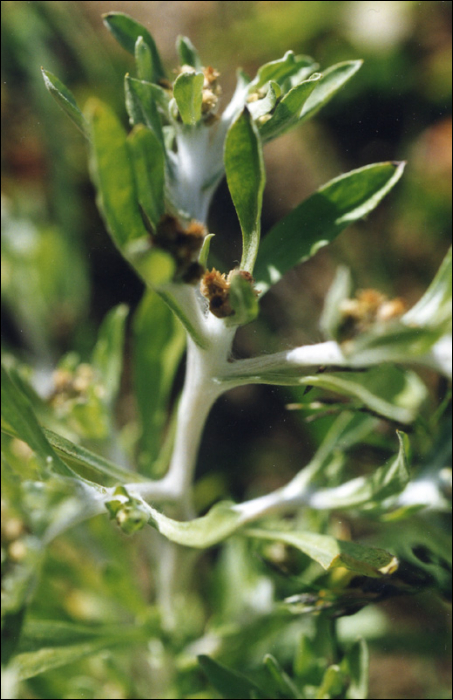 Filaginella uliginosa (L.) (=Gnaphalium uliginosum)