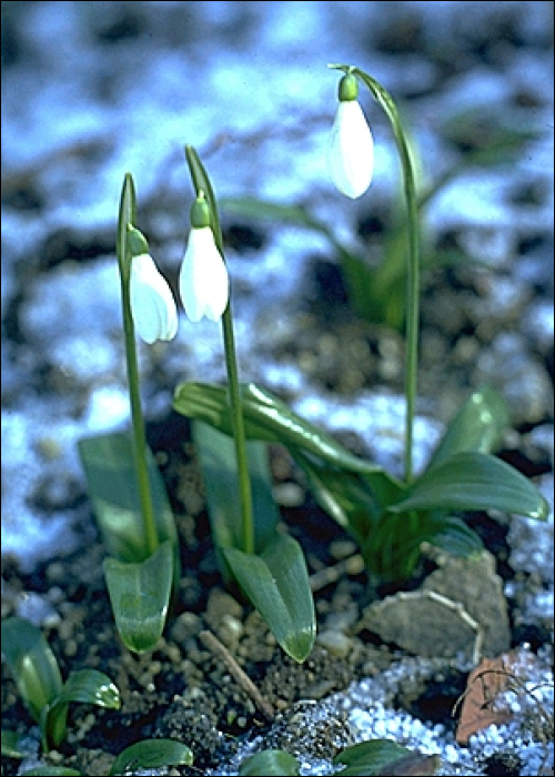 Galanthus nivalis L.