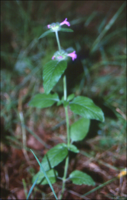 Galeopsis angustifolia Hoffm.