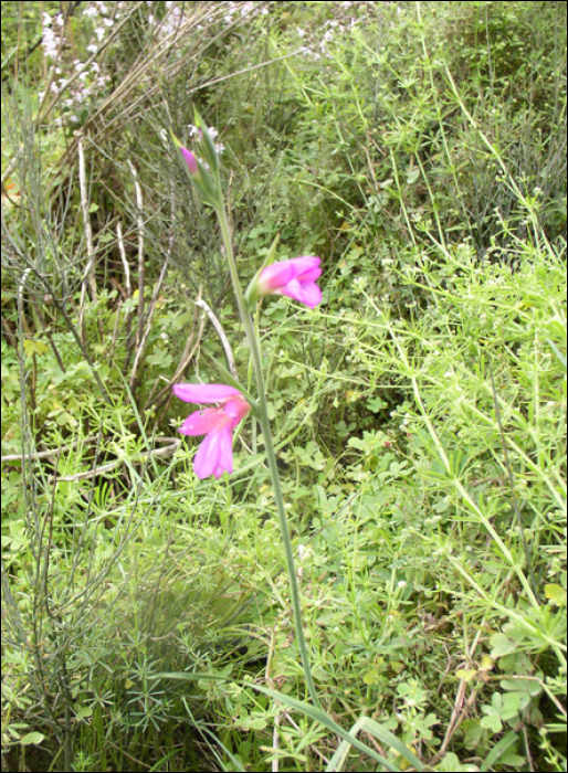 Gladiolus iltalicus
