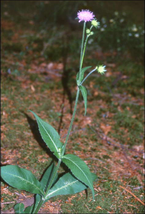 Knautia dipsacifolia Kreutzer (=Knautia sylvatica)