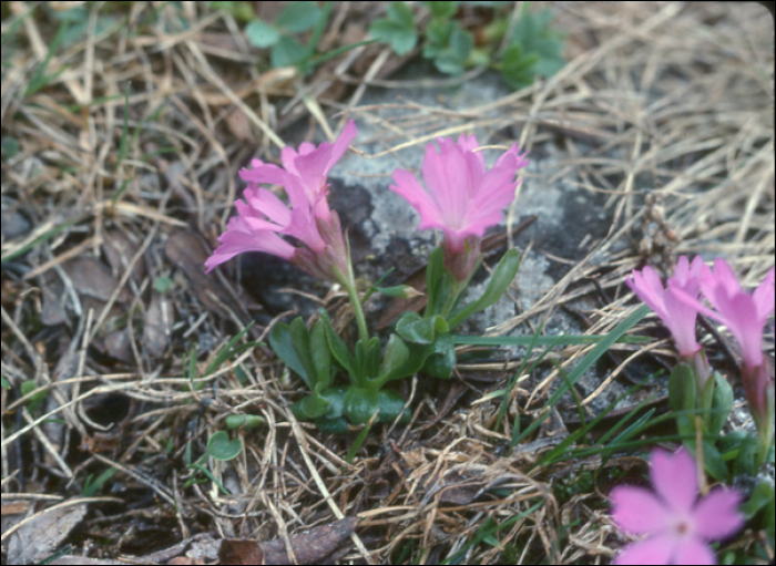 Primula integrifolia L.