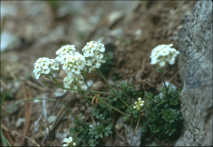 Pritzelago alpina (L.) (= Hutchensia alpina)