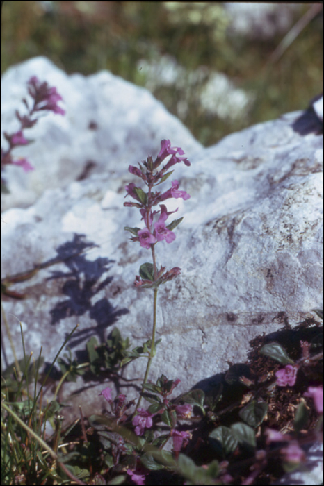 Satureja alpina(L.) (=Calamintha alpina)