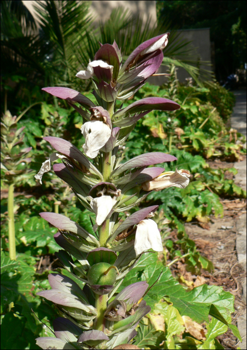 Acanthus mollis L.