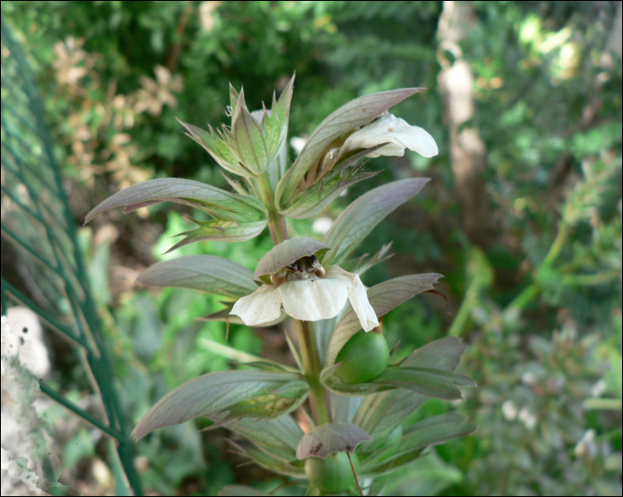 Acanthus mollis L.