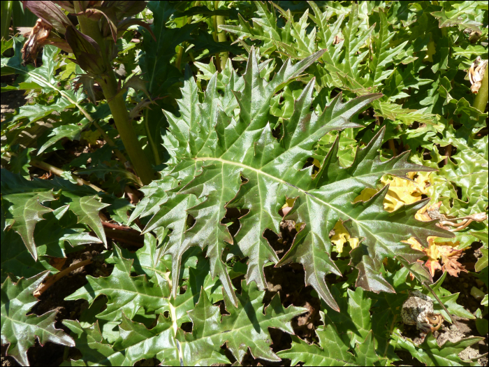 Acanthus spinosus