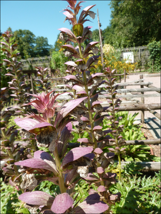 Acanthus spinosus