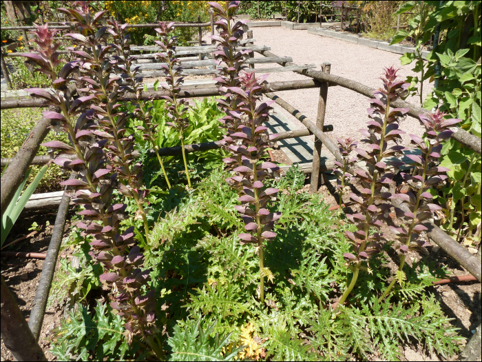 Acanthus spinosus