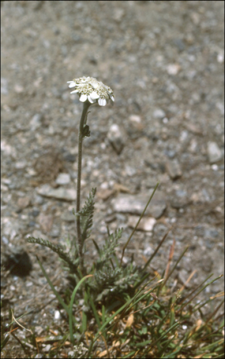 Achillea atrata L.