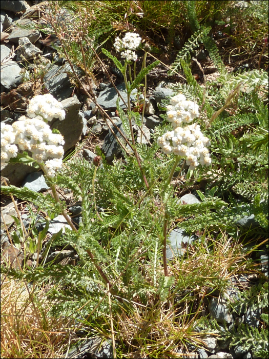 Achillea chamaemelifolia