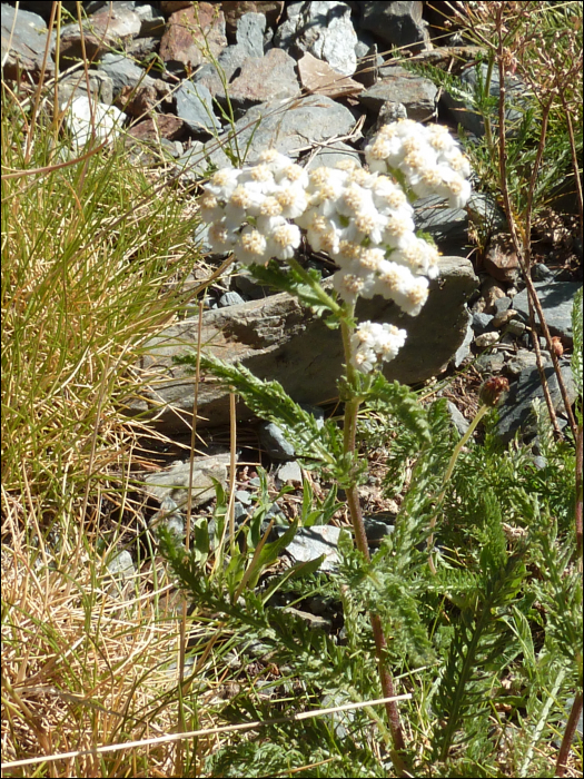 Achillea chamaemelifolia