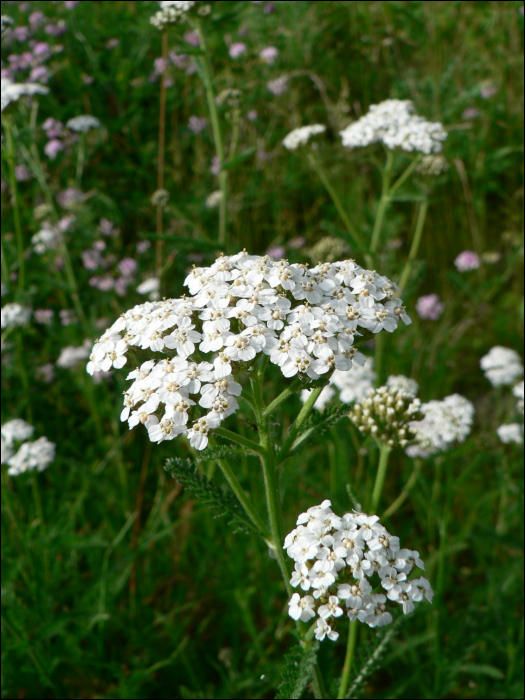 Achillea millefolium L.