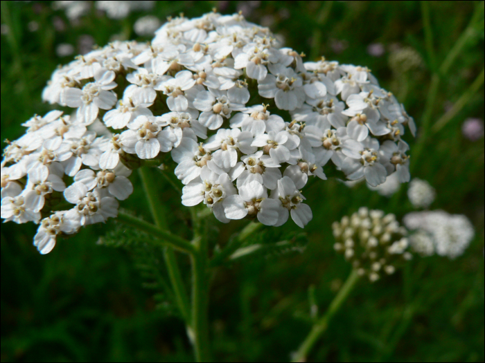 Achillea millefolium L.