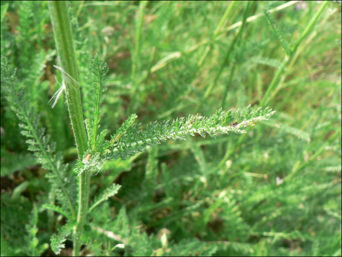 Achillea millefolium L.