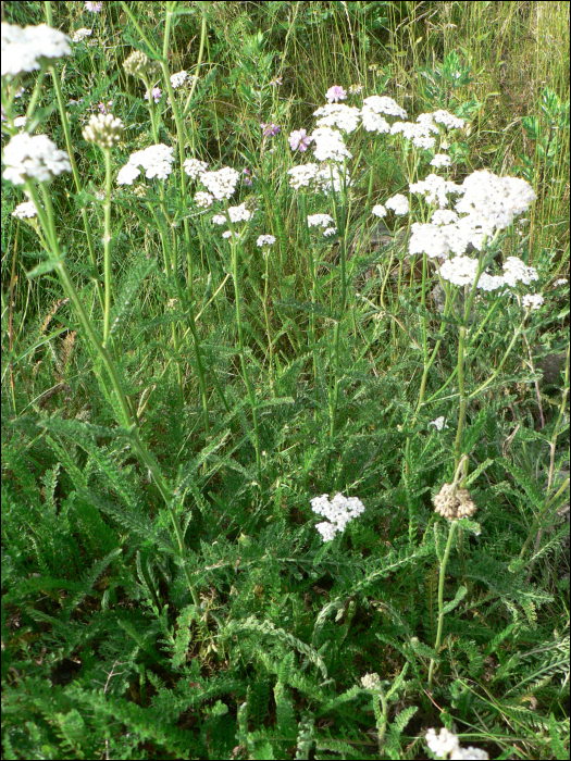 Achillea millefolium L.