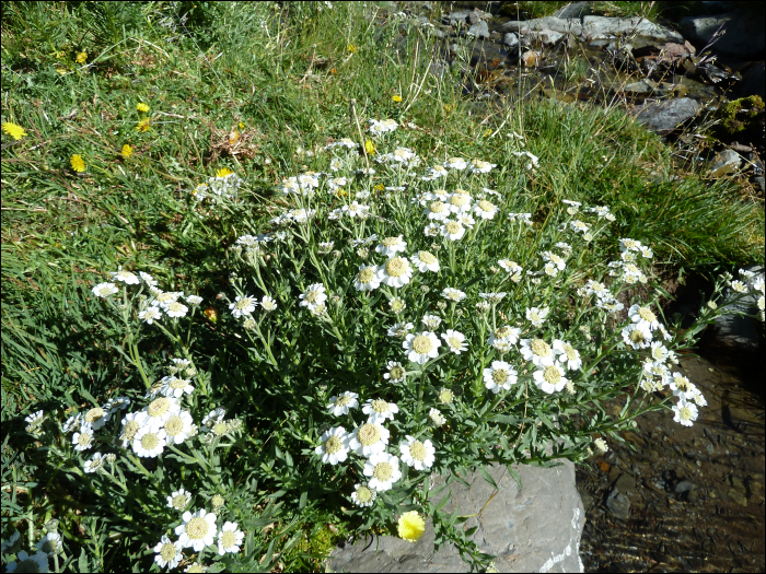 Achillea ptarmica L.