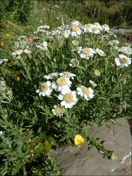 Achillea ptarmica L.