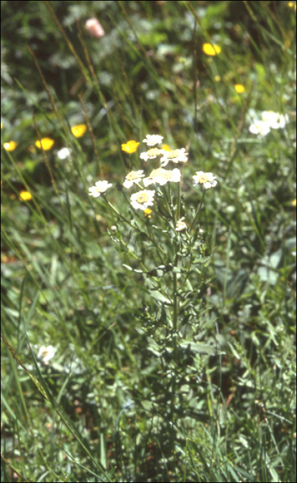 Achillea pyrenaïca Godron