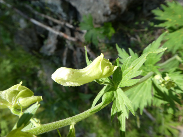 Aconitum lycoctonum (=A. vulparia)