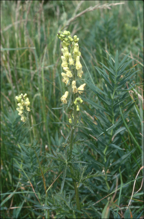 Aconitum lycoctonum (=A. vulparia)