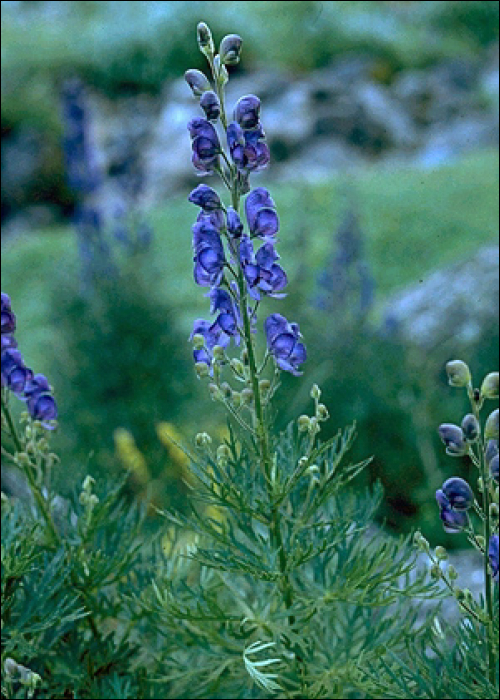 Aconitum napellus L.