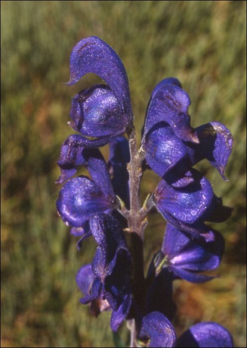 Aconitum napellus L.