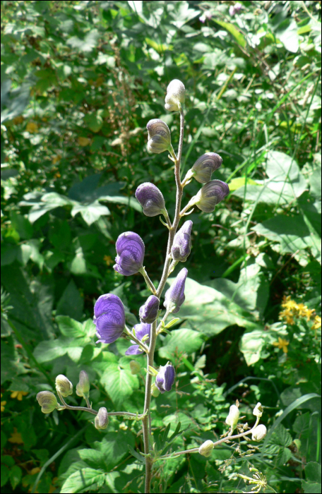 Aconitum napellus L.