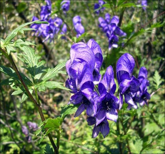 Aconitum paniculatum