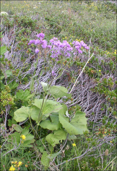 Adenostyles alpina Bluff