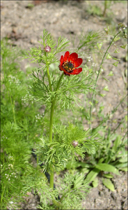 Adonis aestivalis L