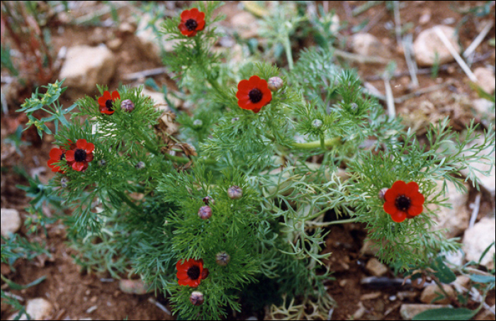 Adonis annua