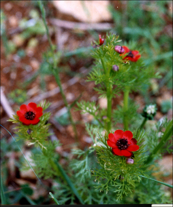 Adonis annua