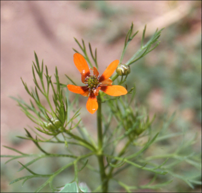 Adonis flammea Jacq.