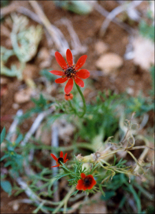 Adonis flammea Jacq.