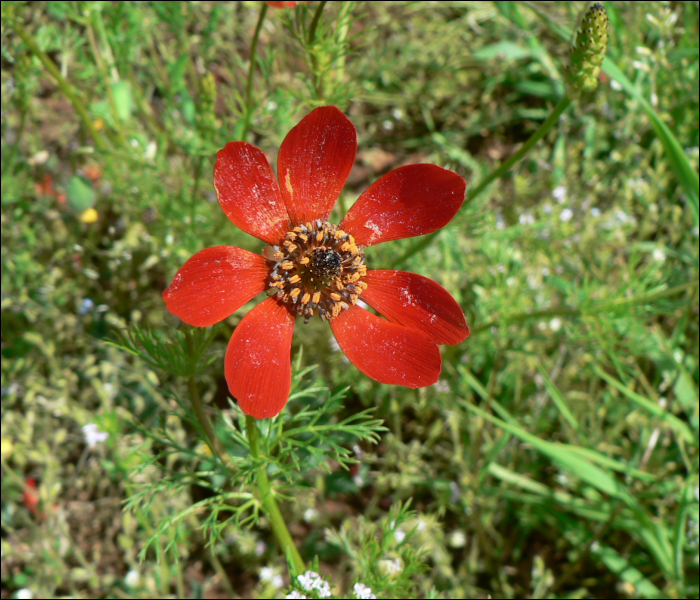 Adonis flammea Jacq.