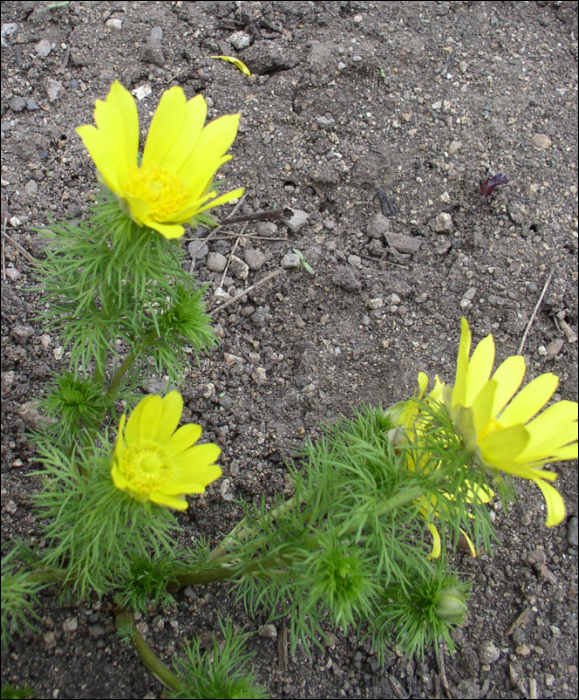 Adonis vernalis L.