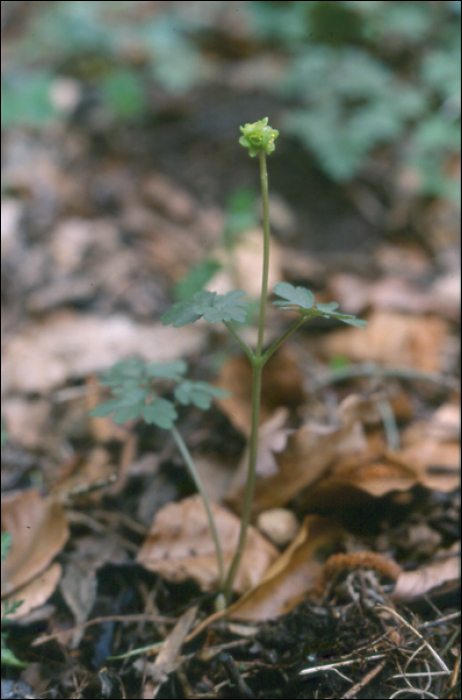 Adoxa moschatellina L.