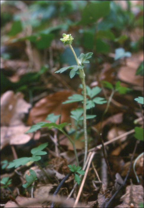 Adoxa moschatellina L.