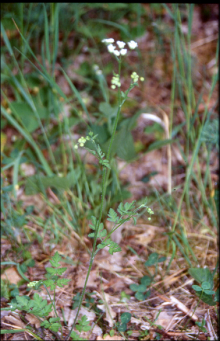 Aethusa cynapium L.