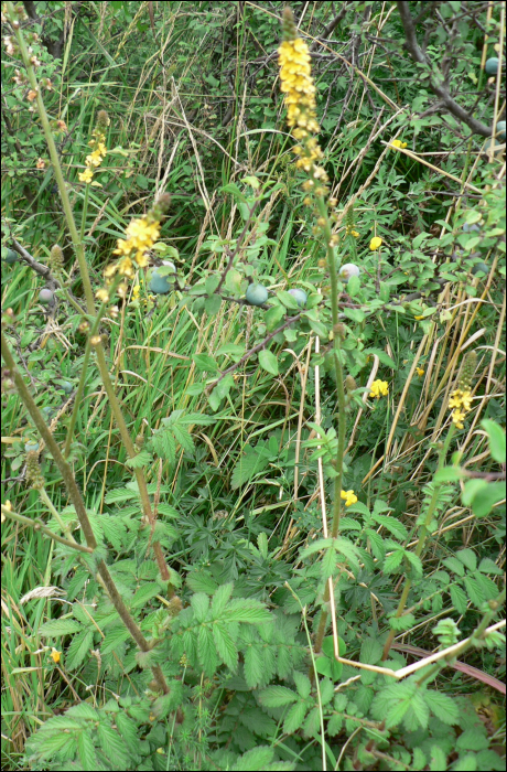 Agrimonia eupatoria L.